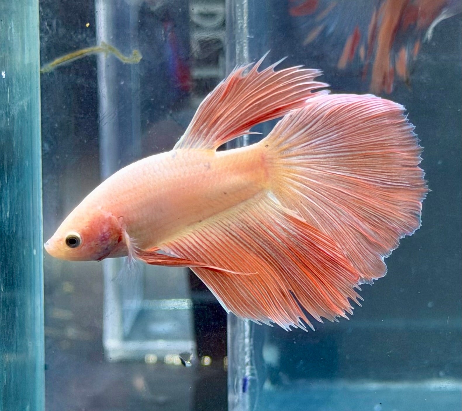 Betta rosado (pink) halfmoon (foto real)