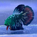 Betta galaxy hulk
