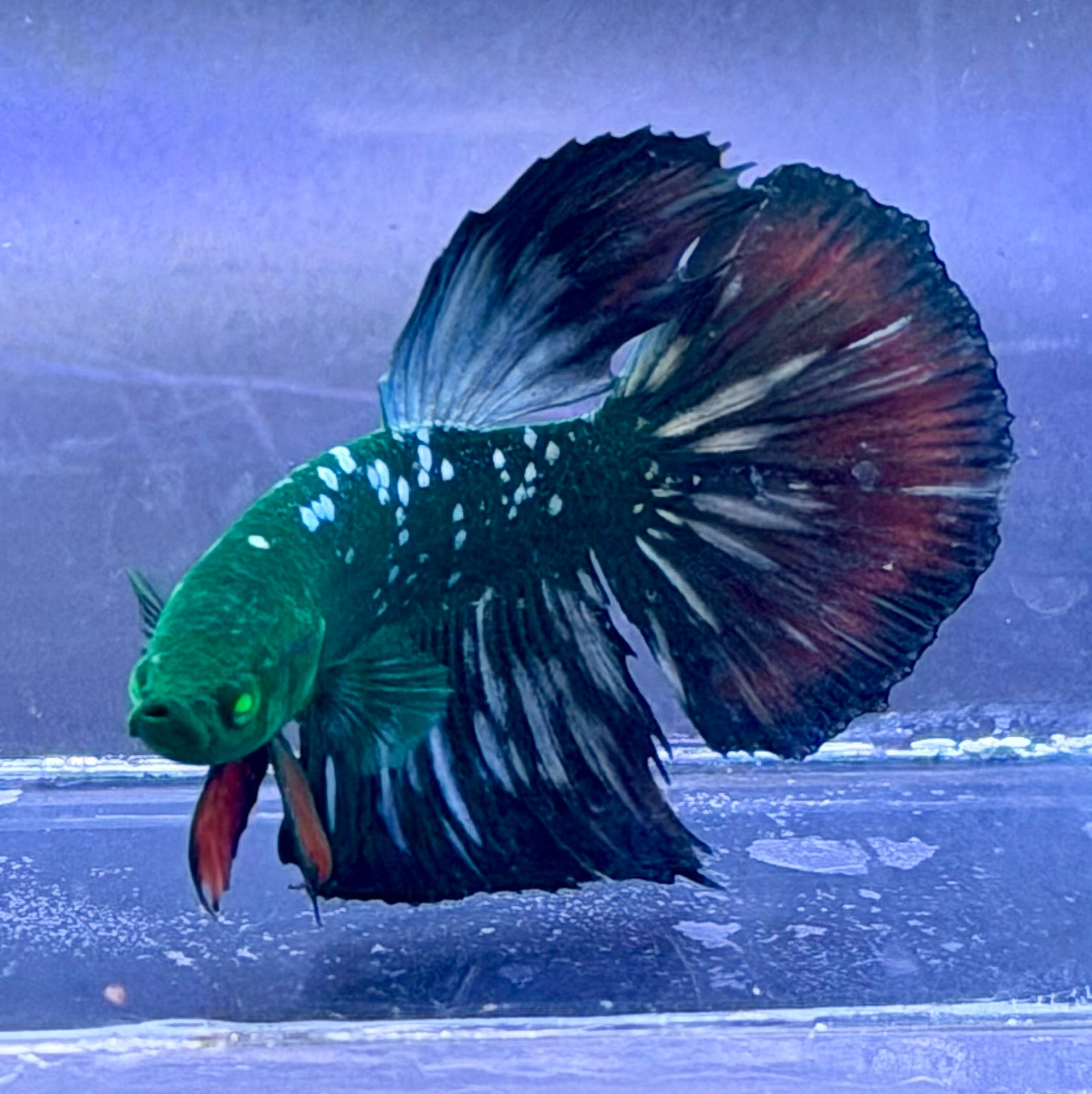 Betta galaxy hulk