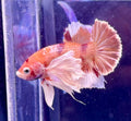 Betta dumbo hmpk