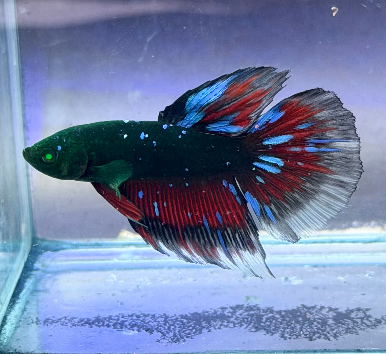 Raro betta Cronwtail y galaxy Hulk macho