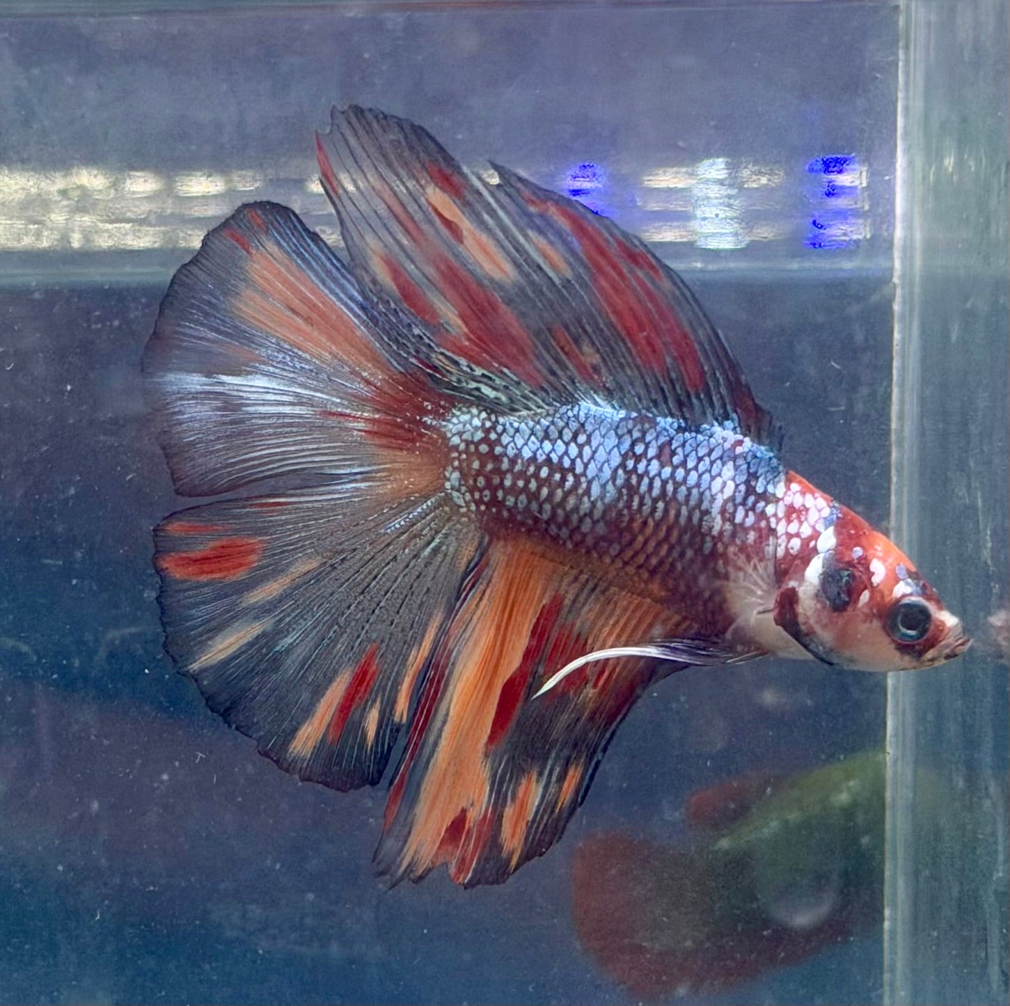 Betta doble cola multi foto real