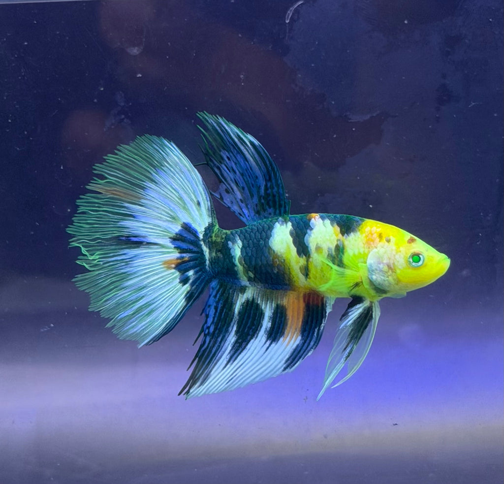 5 pareja de bettas raros