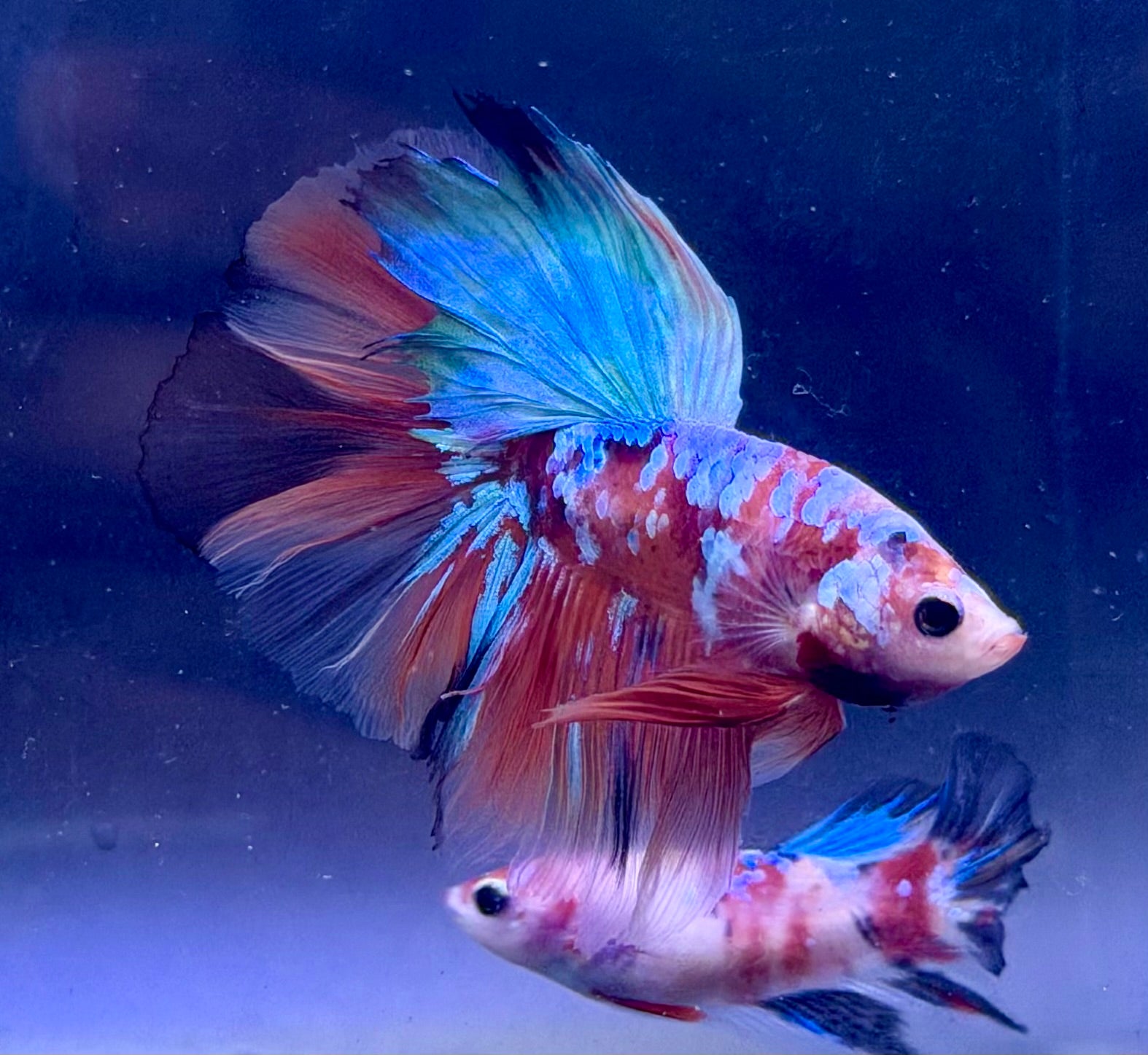 Betta multicolor pareja