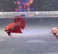 Betta 1 pareja Pitbull Red bagan