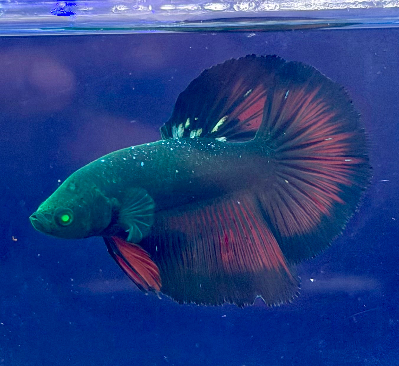 Betta galaxy hulk pareja ( foto 100% real)