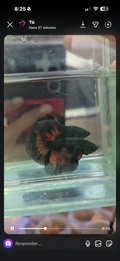 6 bettas