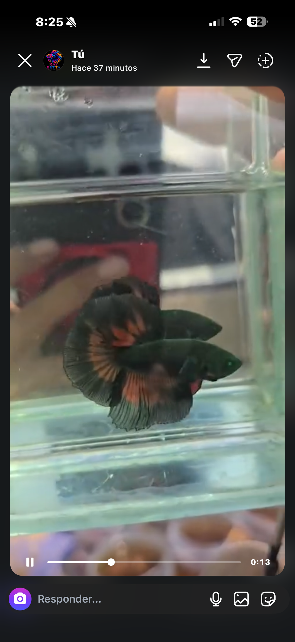 6 bettas