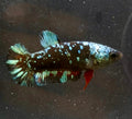Betta avatar hembra
