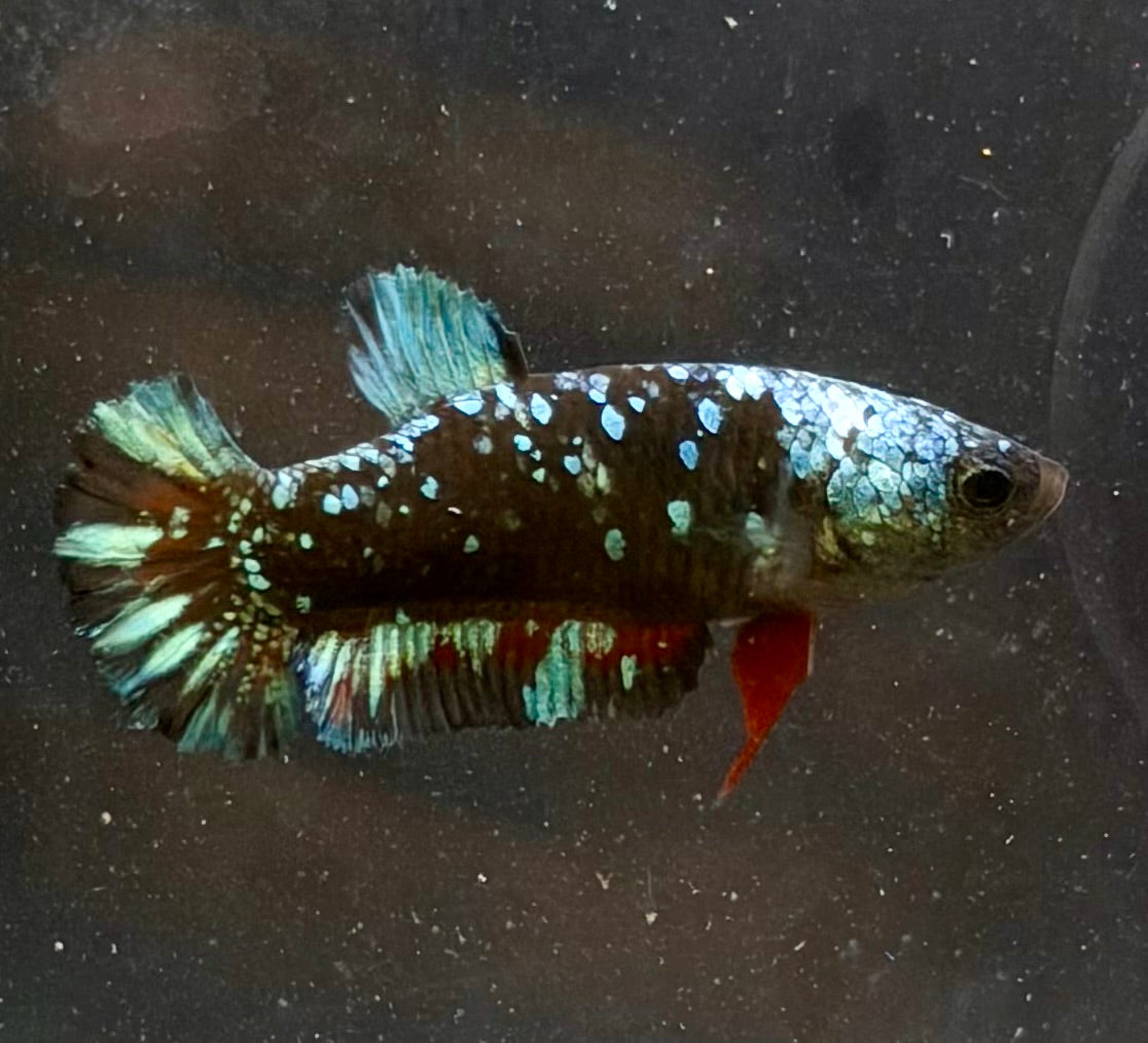 Betta avatar hembra