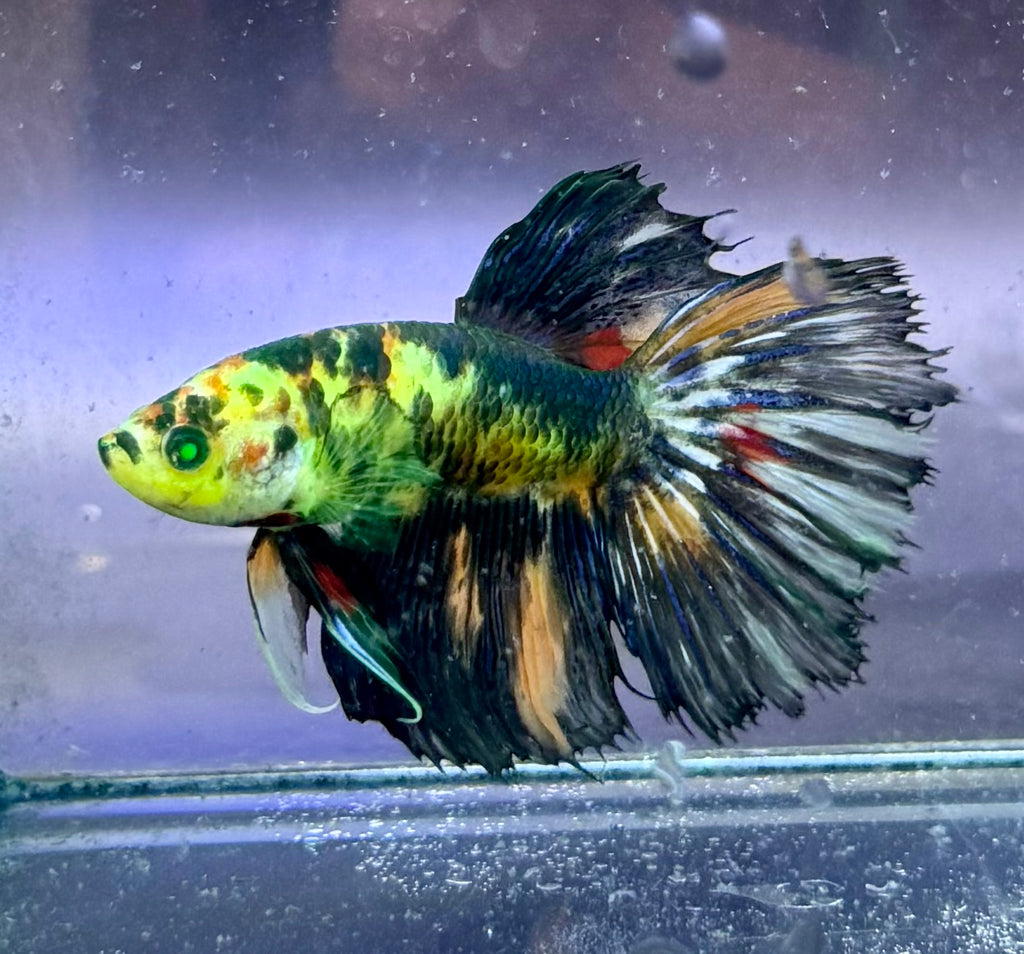 Betta pareja multi grado show 1 multi neón raro 3 fish