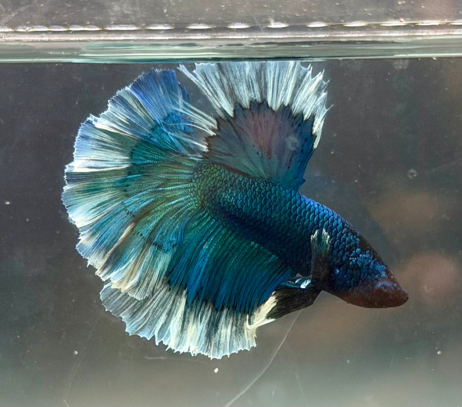 Rare-betta butterfly macho y hembra (💯x💯 real foto)