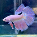 Betta rosado (pink) halfmoon (foto real)