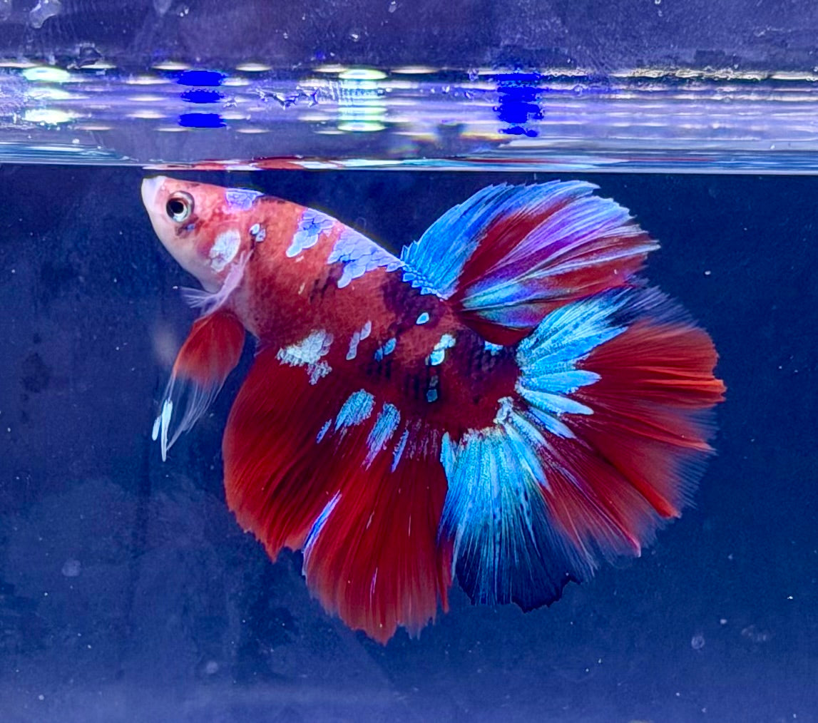 Betta galaxy macho(💯x💯 real foto)