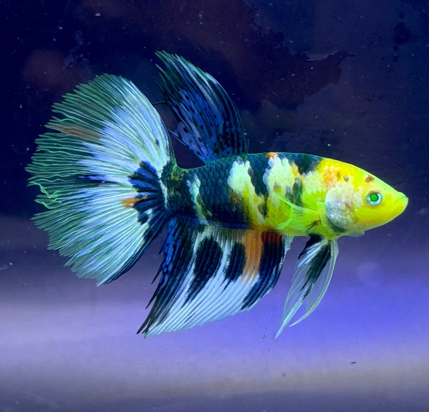 Rare-betta koi neon macho(💯x💯 real foto)