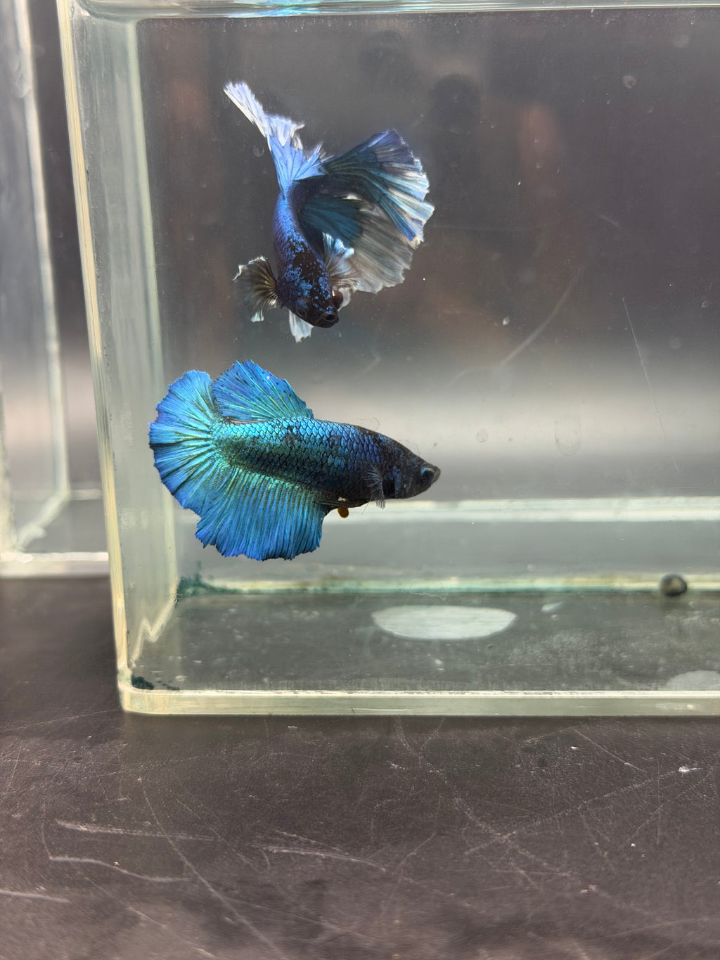 Rare-betta butterfly macho y hembra (💯x💯 real foto)