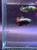 Betta pareja samurai hulk