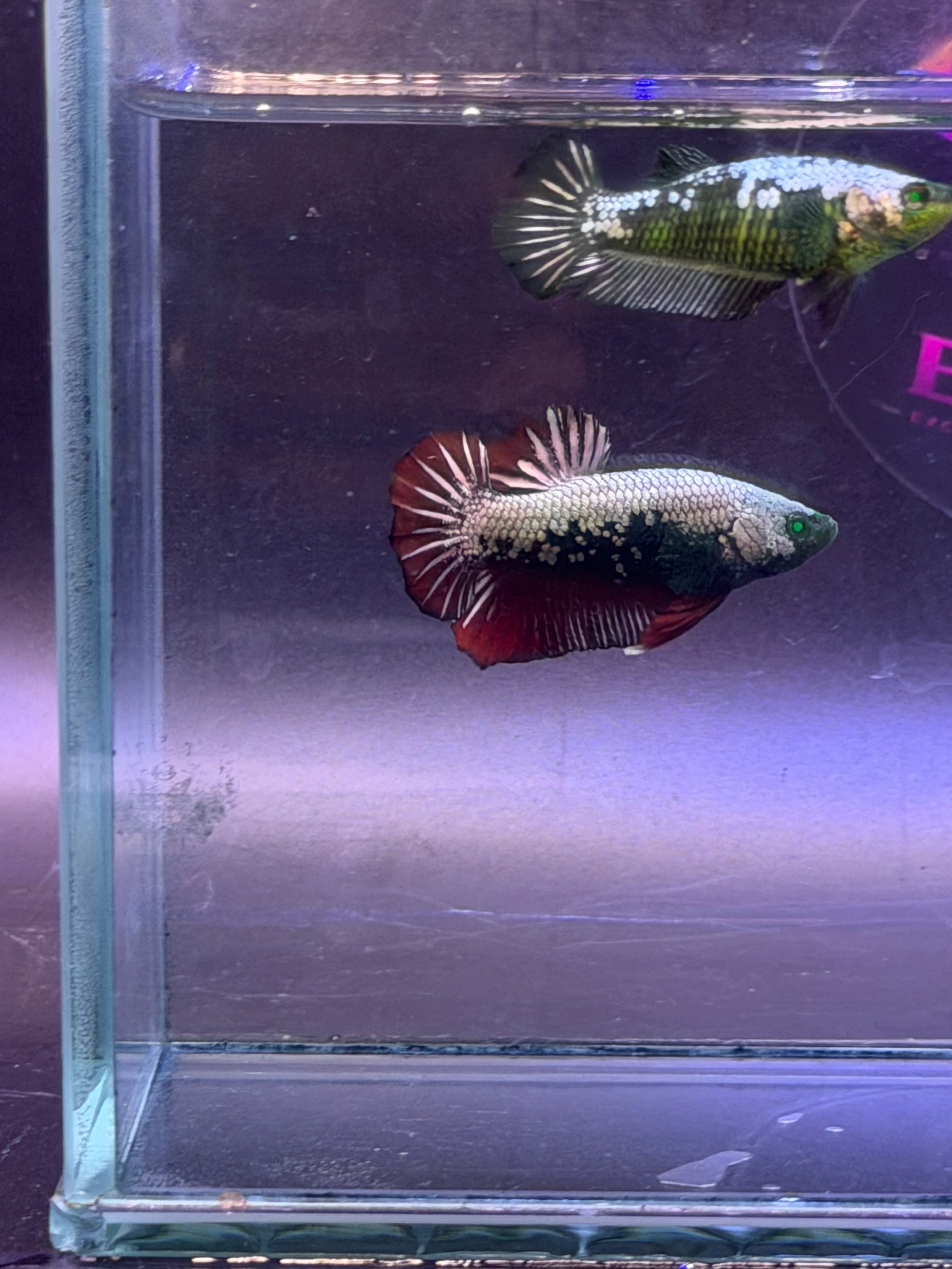 Betta pareja samurai hulk