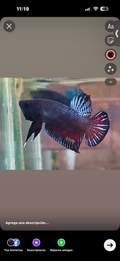 1 pareja Betta Pitbull ( hembra y macho)