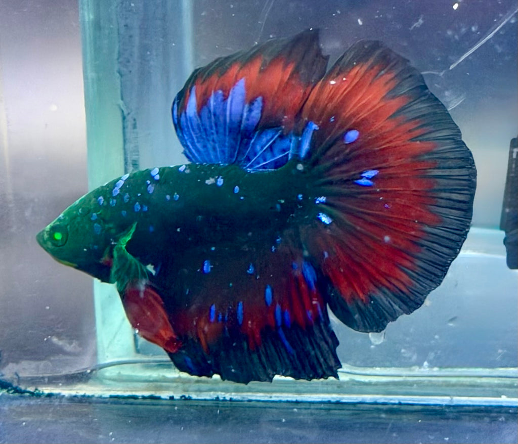 Betta galaxy hulk macho