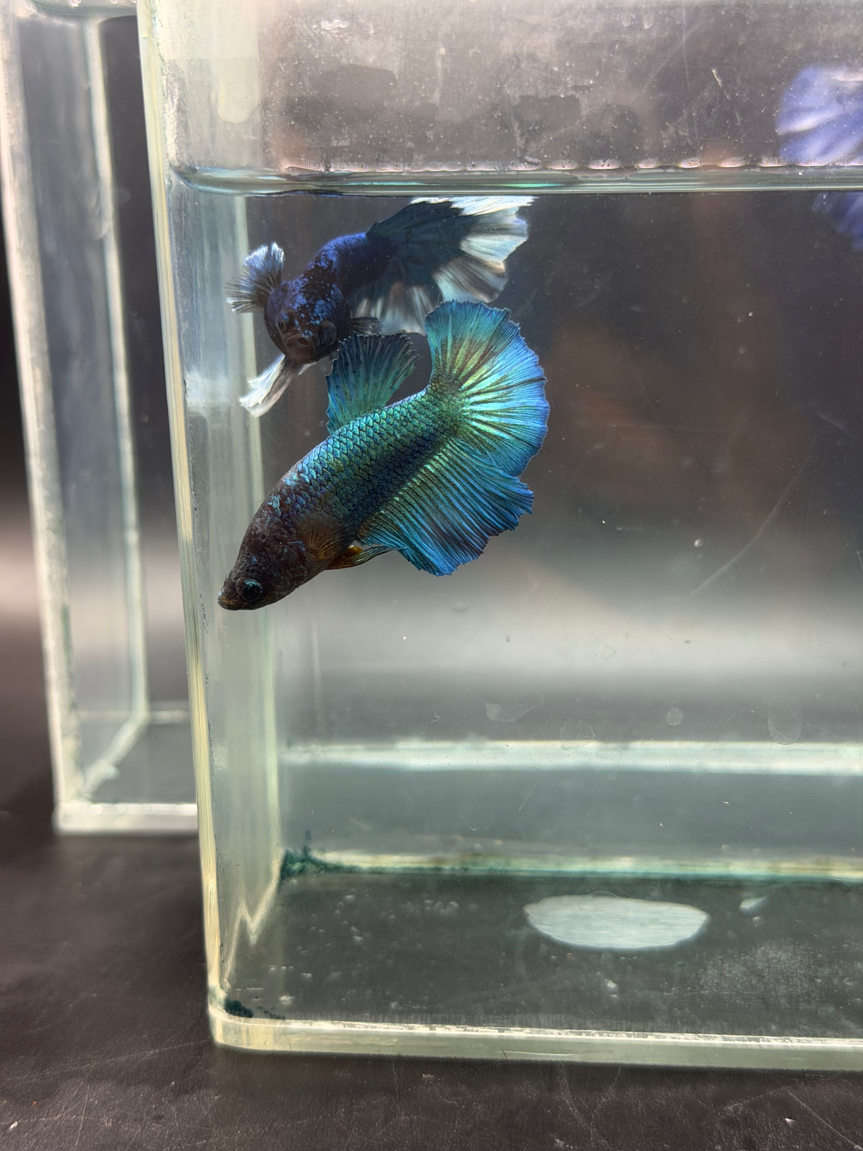 Rare-betta butterfly macho y hembra (💯x💯 real foto)
