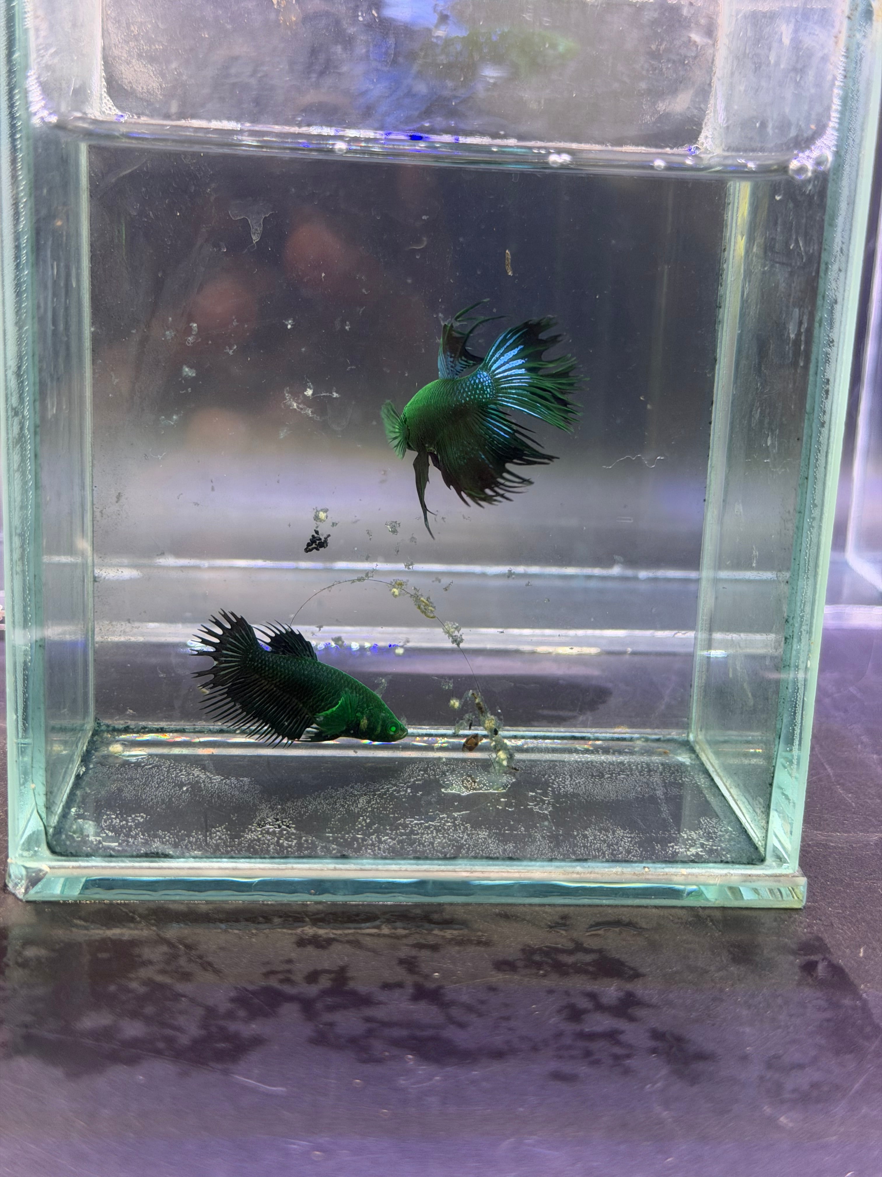 Betta hembra Hulk CT