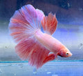 Betta rosa 1 macho (💯x💯 real foto)