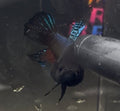 Betta Pitbull