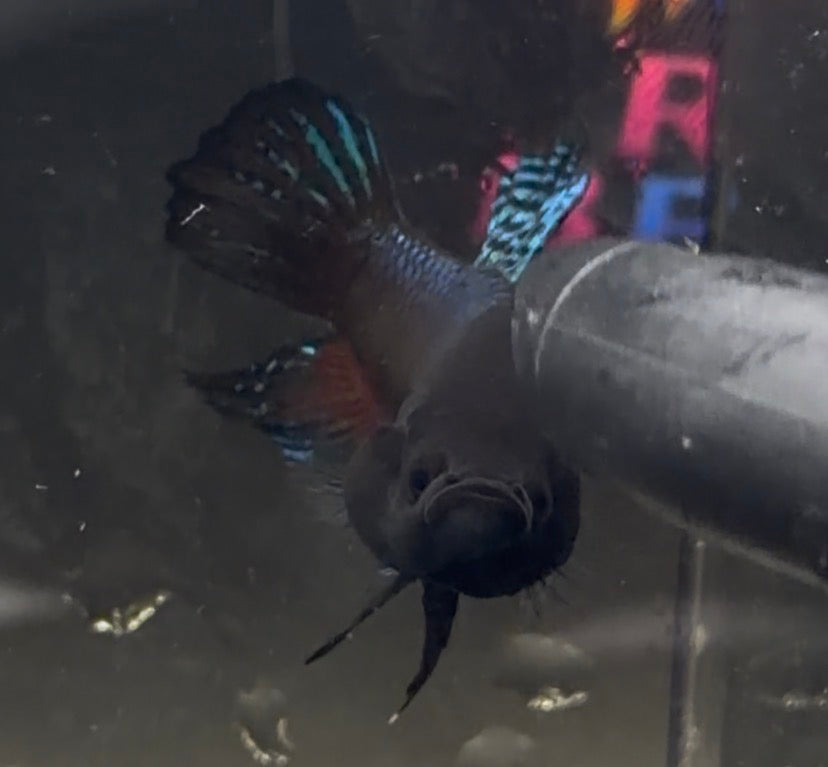 Betta Pitbull