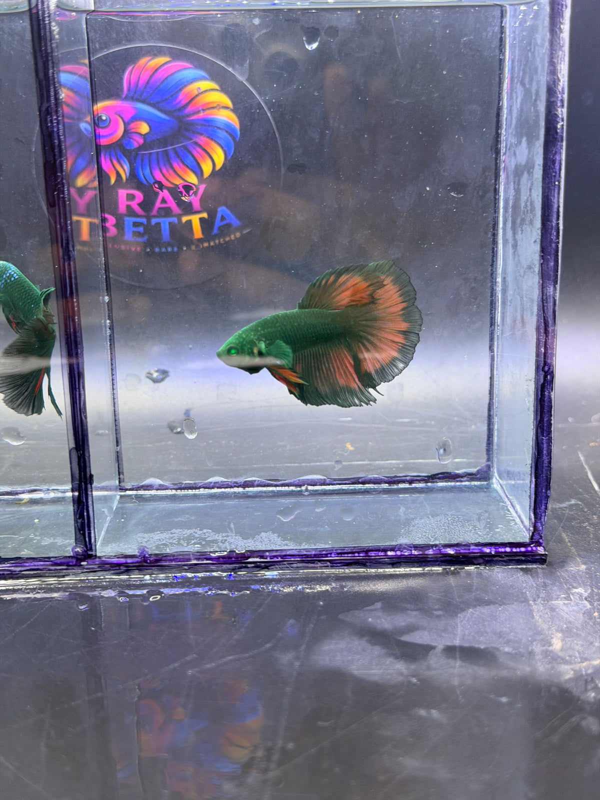 Raro-Betta hm Hulk