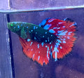 Rare-betta Galaxy hulk (💯x💯 real foto)