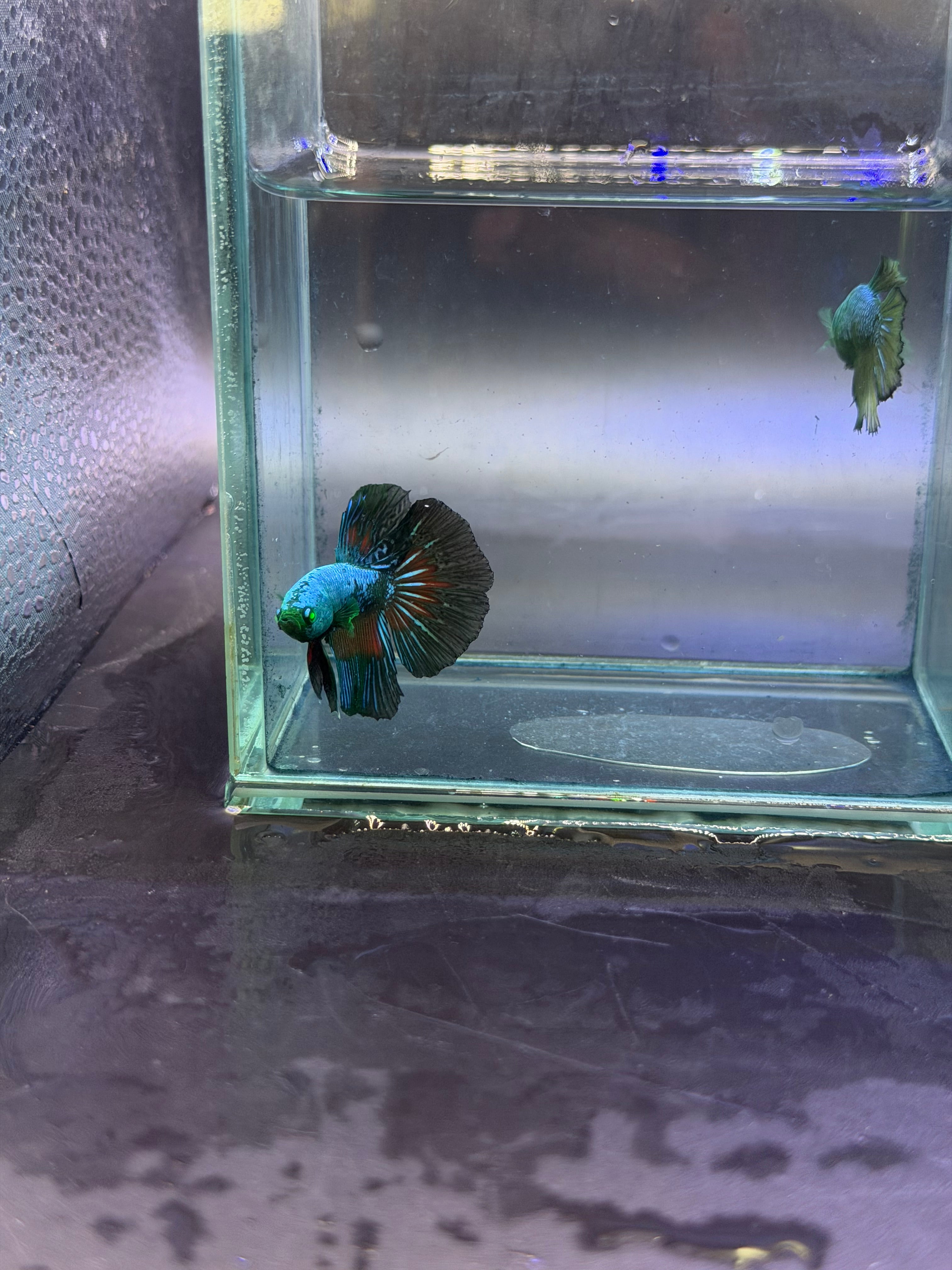 Rare-betta samurai avatar 1 macho (💯x💯 real foto)