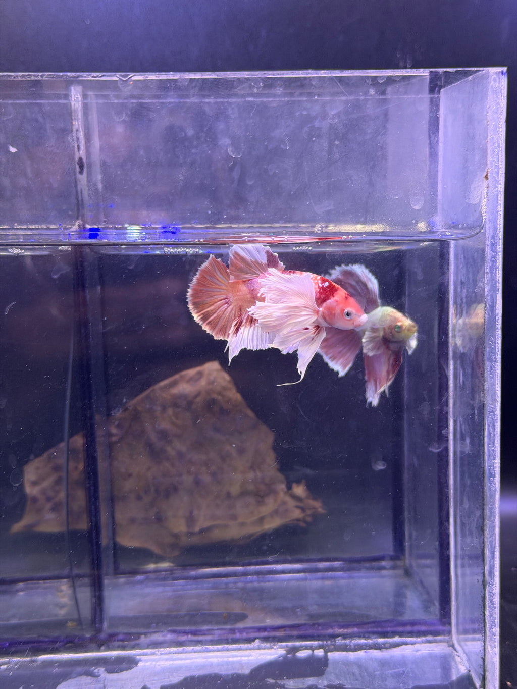 Betta dumbo hmpk