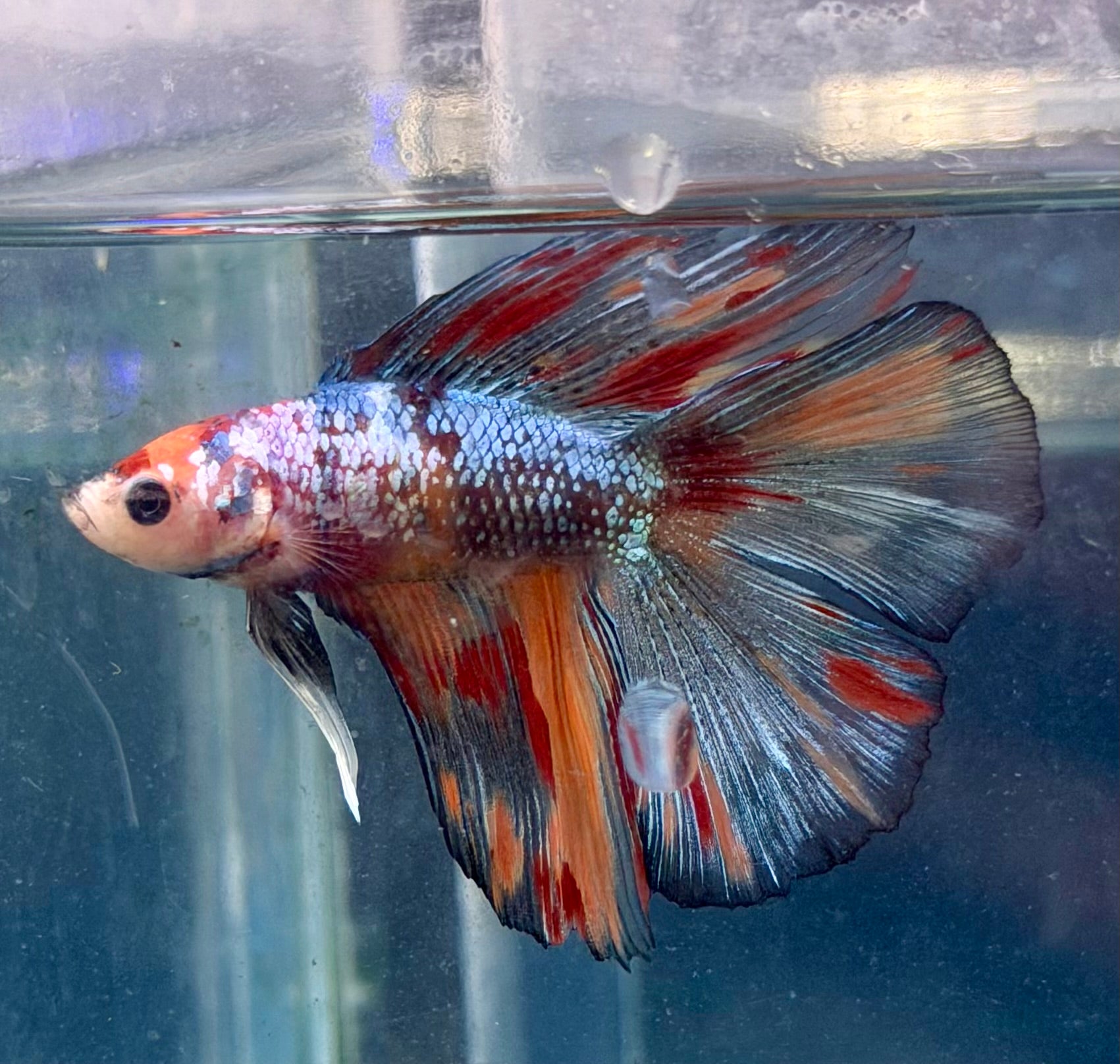 Betta doble cola multi foto real
