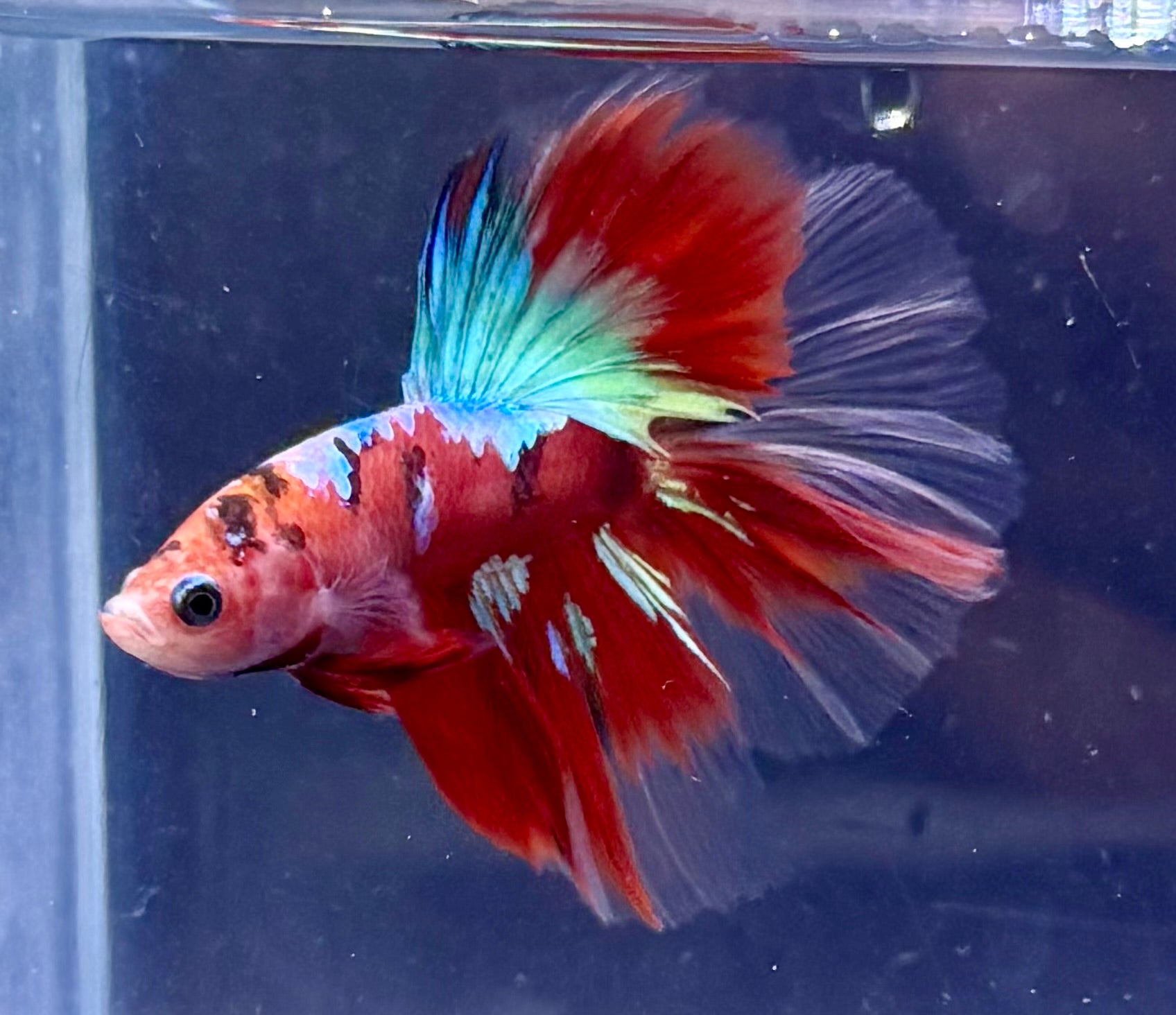 3 pareja multicolor