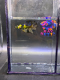 Rare betta koi neon hmpk