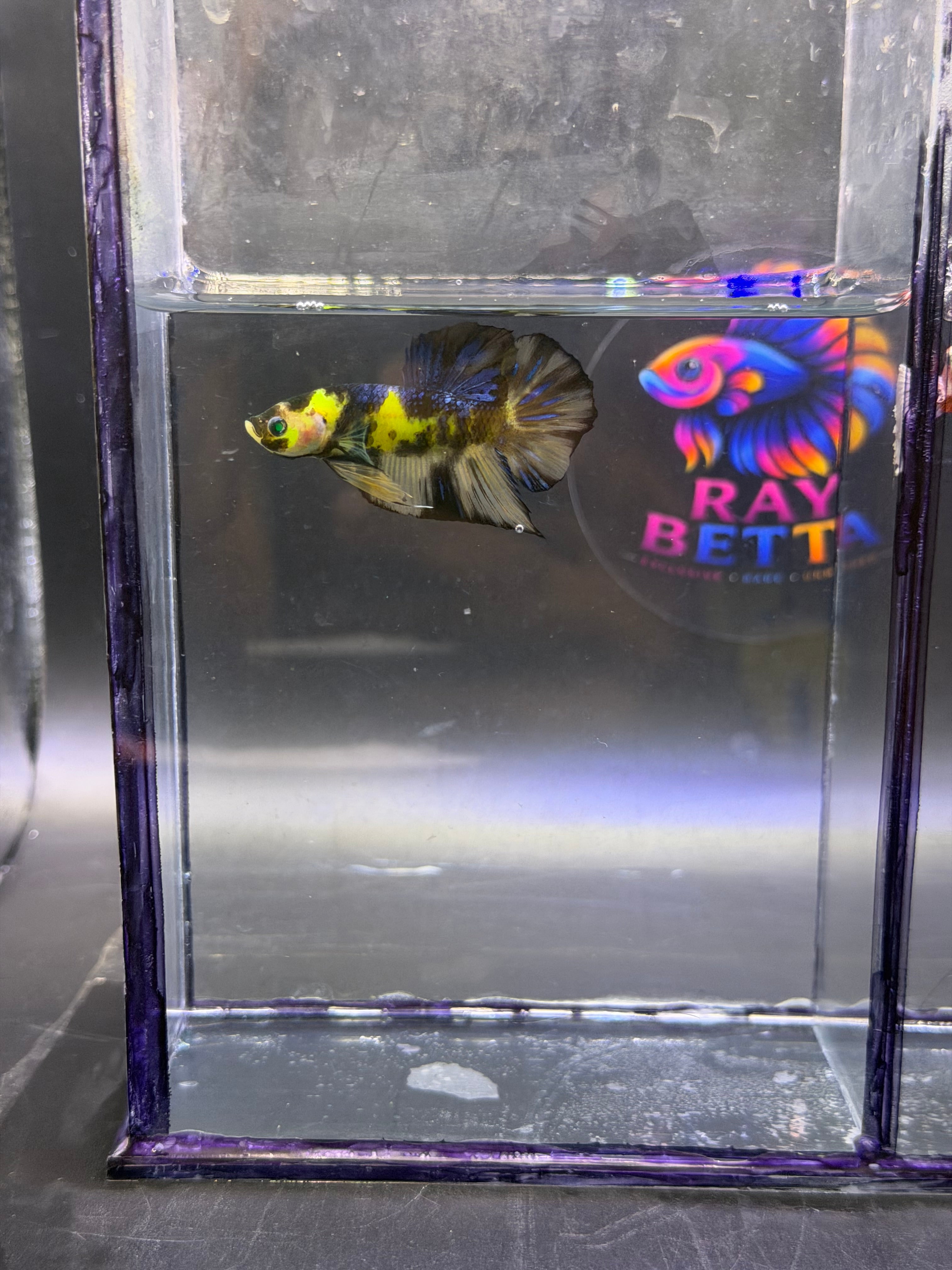 Rare betta koi neon hmpk