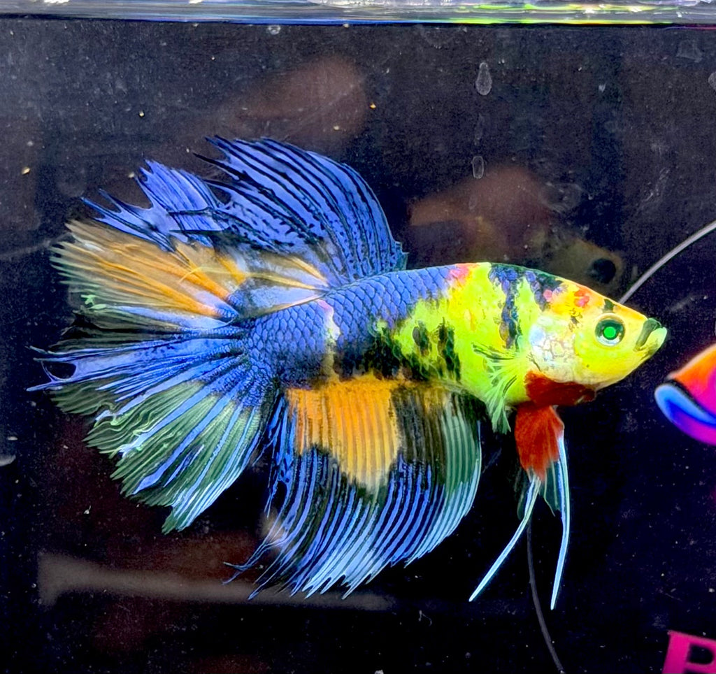 Rare-betta multi neón macho (💯x💯 real foto)