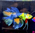 Rare-betta multi neón macho (💯x💯 real foto)