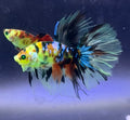 Rare-betta multi neon macho(💯x💯 real foto)