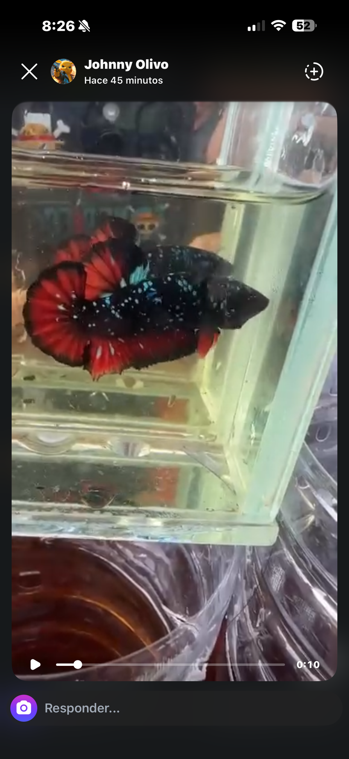 6 bettas