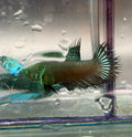 Raro-Betta Cronwtail hembra