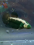 Rare-Betta samurai hulk pair