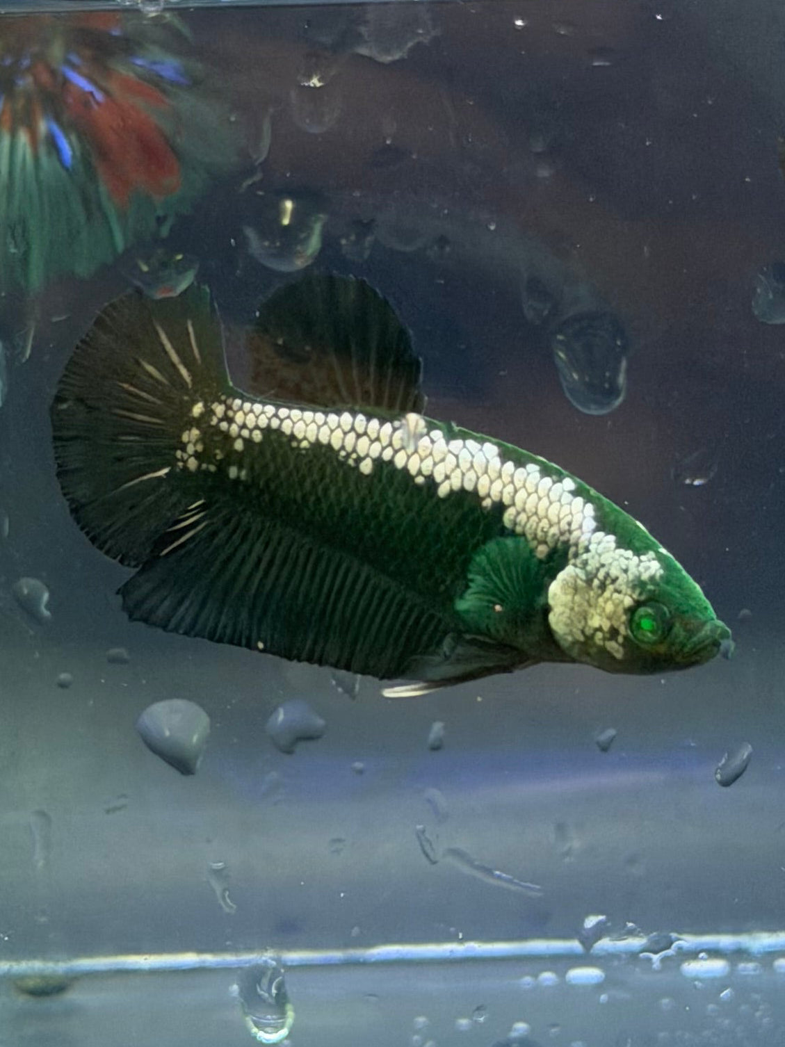 Rare-Betta samurai hulk pair