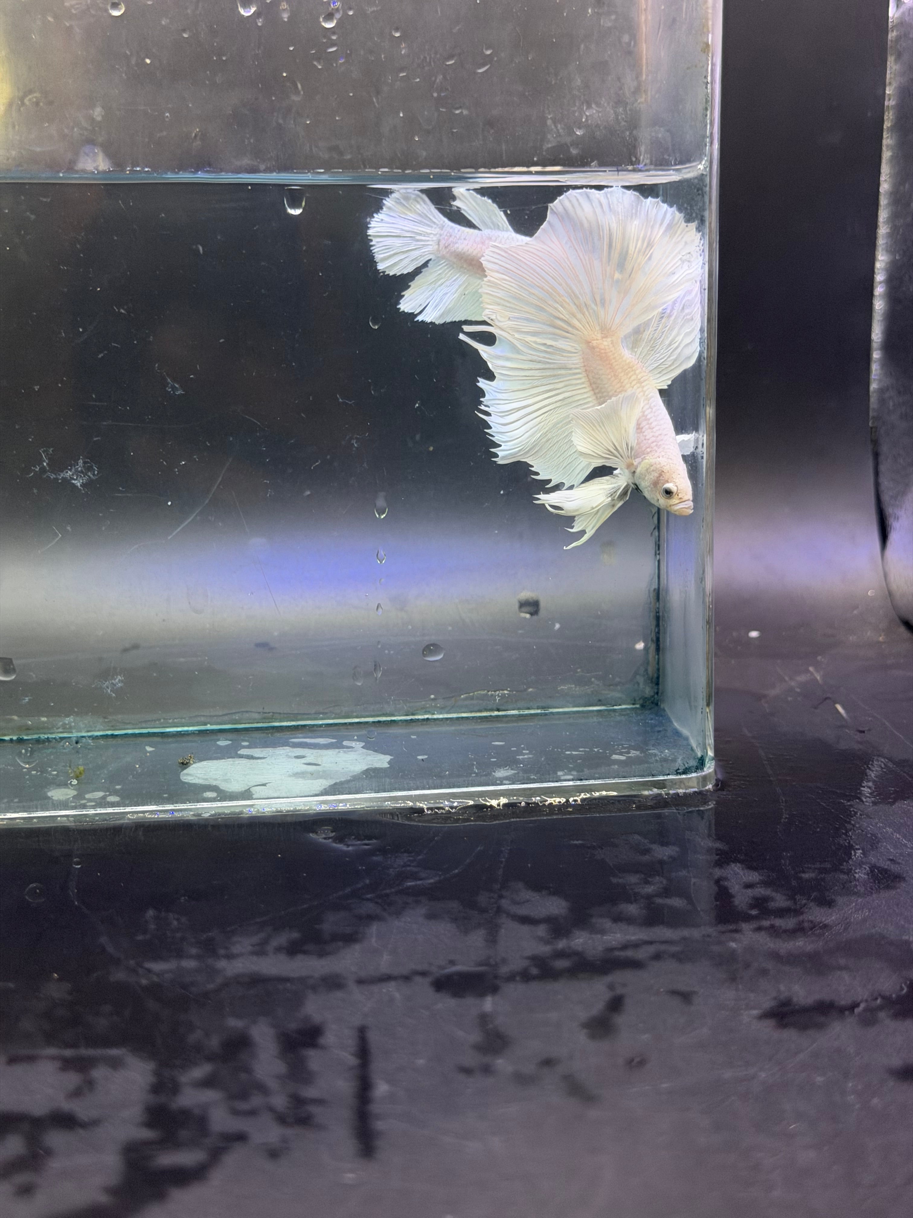 Calidad súperior-betta Dumbo macho y hembra