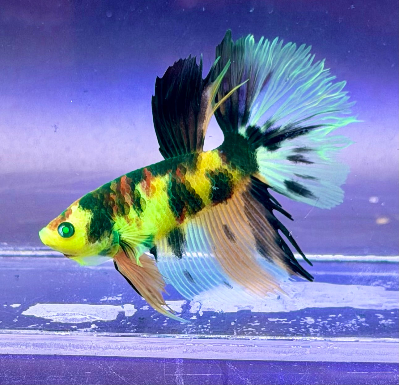 Betta multi neón pareja