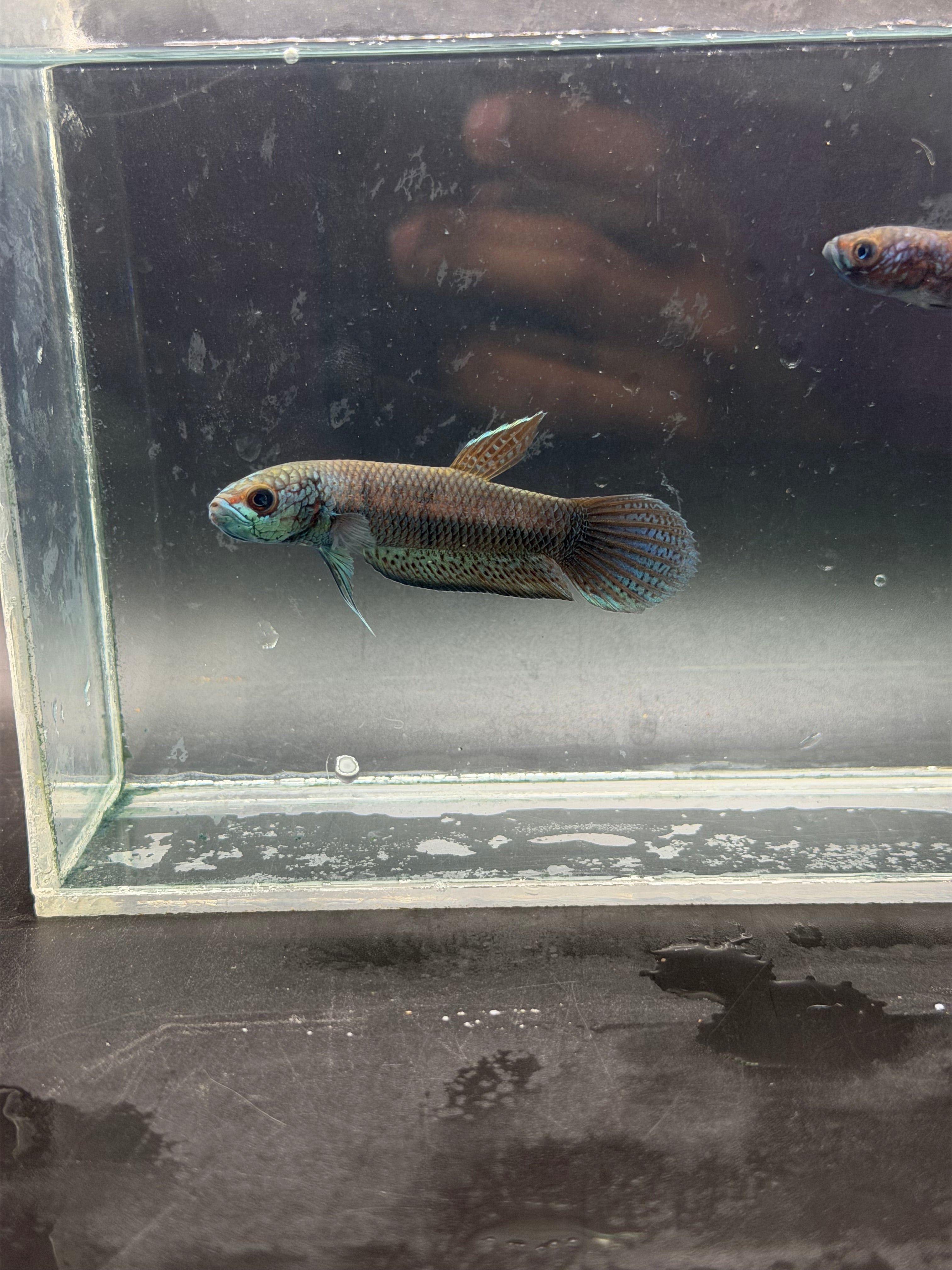 Betta antuta pareja