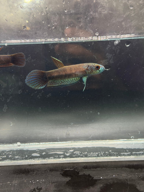 Betta antuta pareja