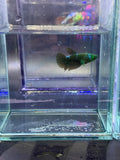 Betta hembra Hulk