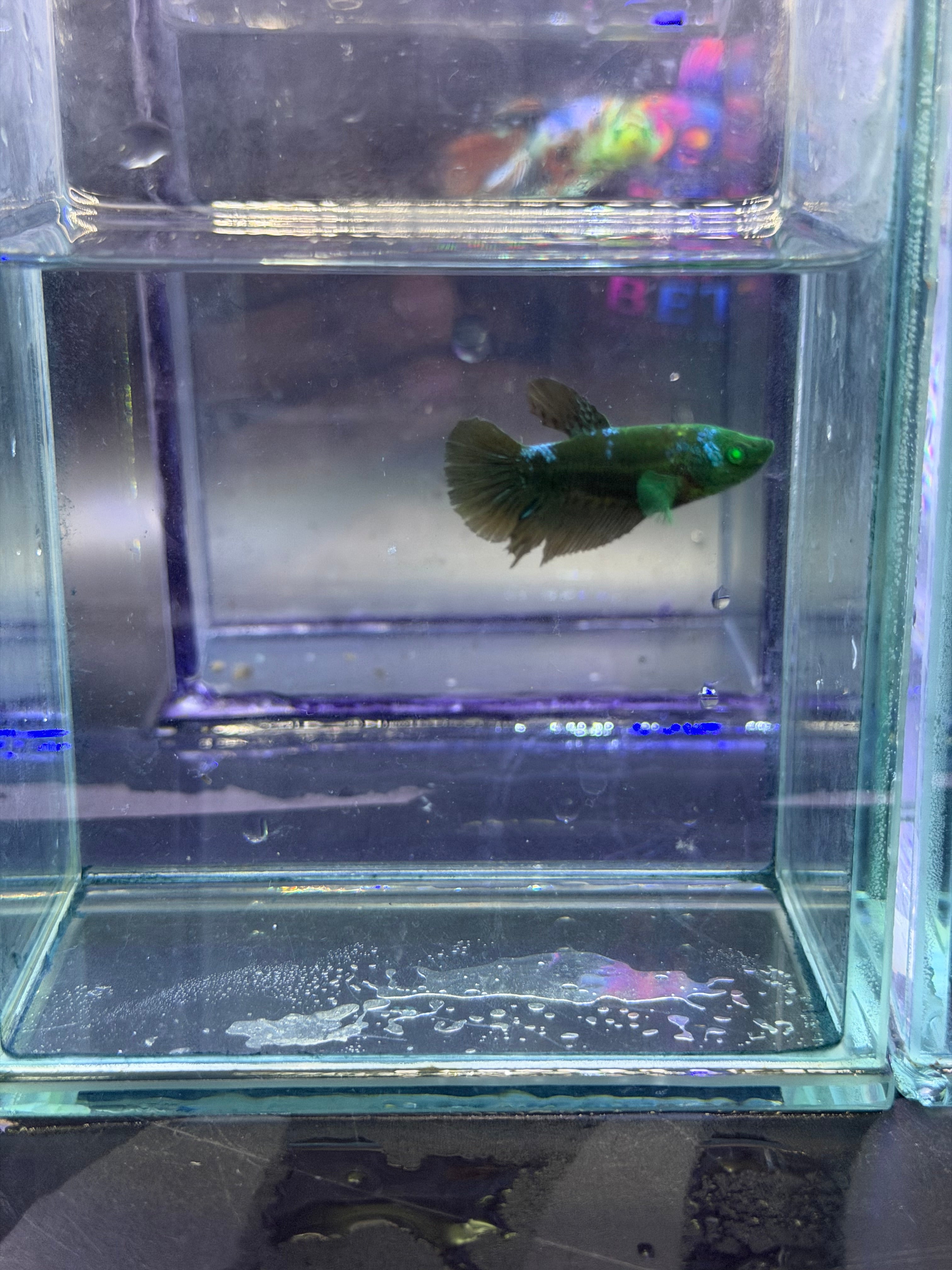Betta hembra Hulk